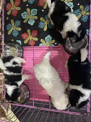 1-3 months Female Purebred Lhasa Apso