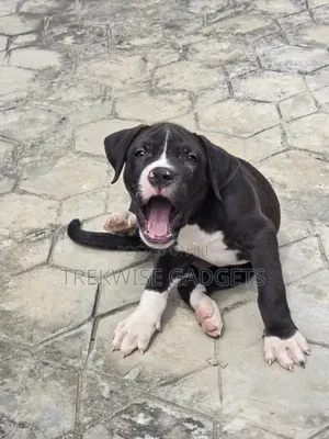 1-3 months Male Purebred American Pit Bull Terrier