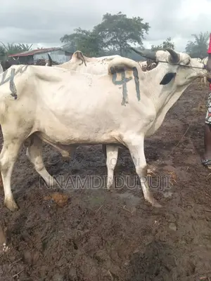 I Sell Cheapest Cow in Obinze Cattle Market Imo State