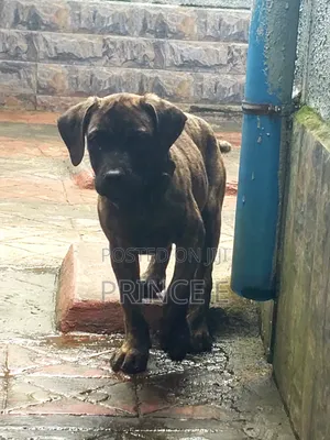 1-3 months Male Purebred Boerboel