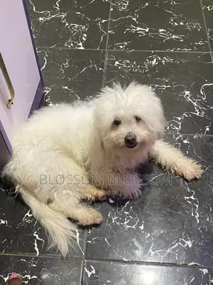 1+ year Male Purebred Lhasa Apso