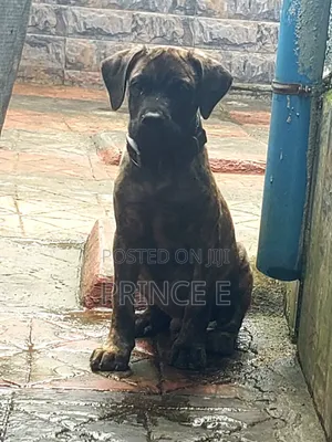 1-3 months Male Purebred Boerboel