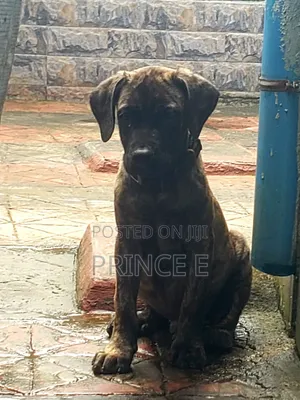 1-3 months Male Purebred Boerboel