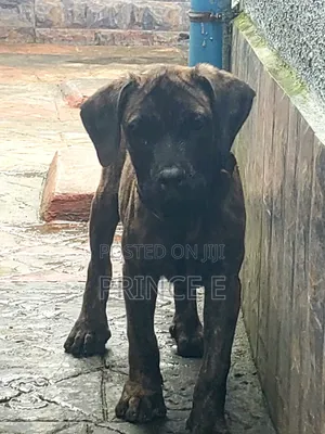 1-3 months Male Purebred Boerboel