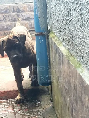 1-3 months Male Purebred Boerboel