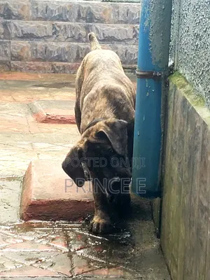 1-3 months Male Purebred Boerboel