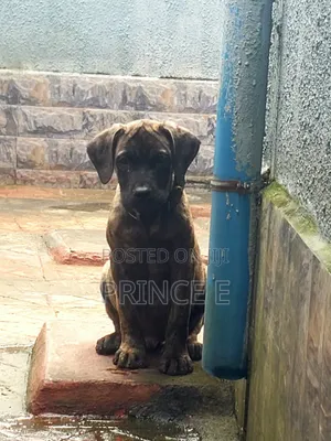 1-3 months Male Purebred Boerboel