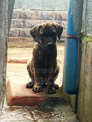1-3 months Male Purebred Boerboel