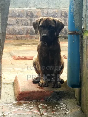 1-3 months Male Purebred Boerboel
