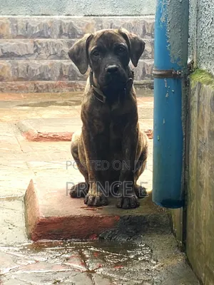 1-3 months Male Purebred Boerboel