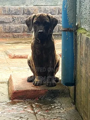 1-3 months Male Purebred Boerboel