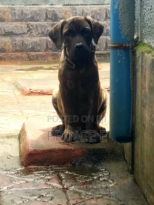 1-3 months Male Purebred Boerboel