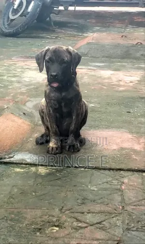 1-3 months Male Purebred Boerboel