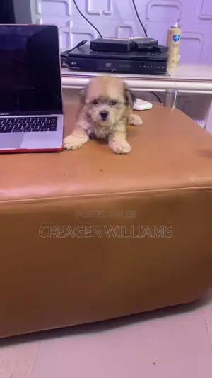 1-3 months Female Purebred Lhasa Apso
