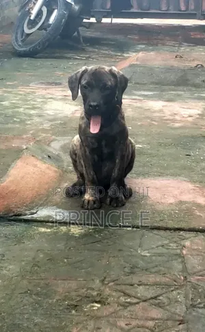 1-3 months Male Purebred Boerboel