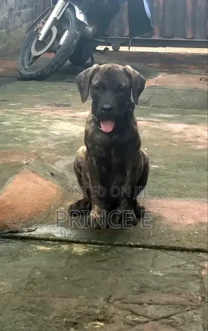 1-3 months Male Purebred Boerboel