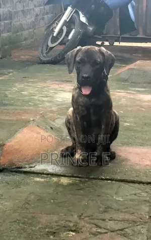 1-3 months Male Purebred Boerboel