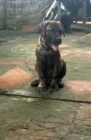 1-3 months Male Purebred Boerboel