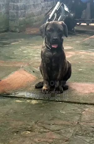 1-3 months Male Purebred Boerboel