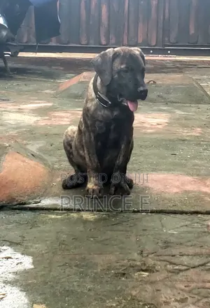 1-3 months Male Purebred Boerboel