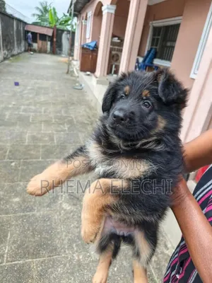 1-3 months Female Purebred German Shepherd