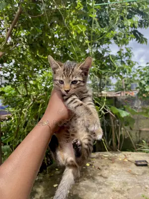1-3 months Male Purebred Tabby