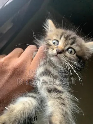 1-3 months Female Purebred Persian