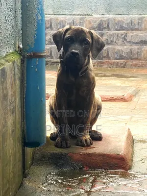 1-3 months Male Purebred Boerboel