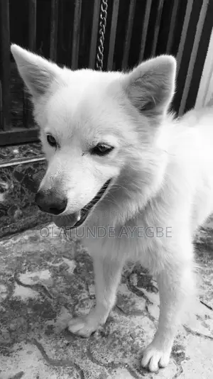 1+ year Male Mixed Breed American Eskimo