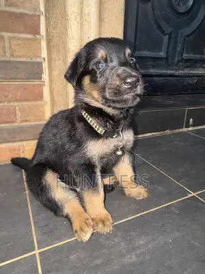 0-1 month Female Mixed Breed German Shepherd