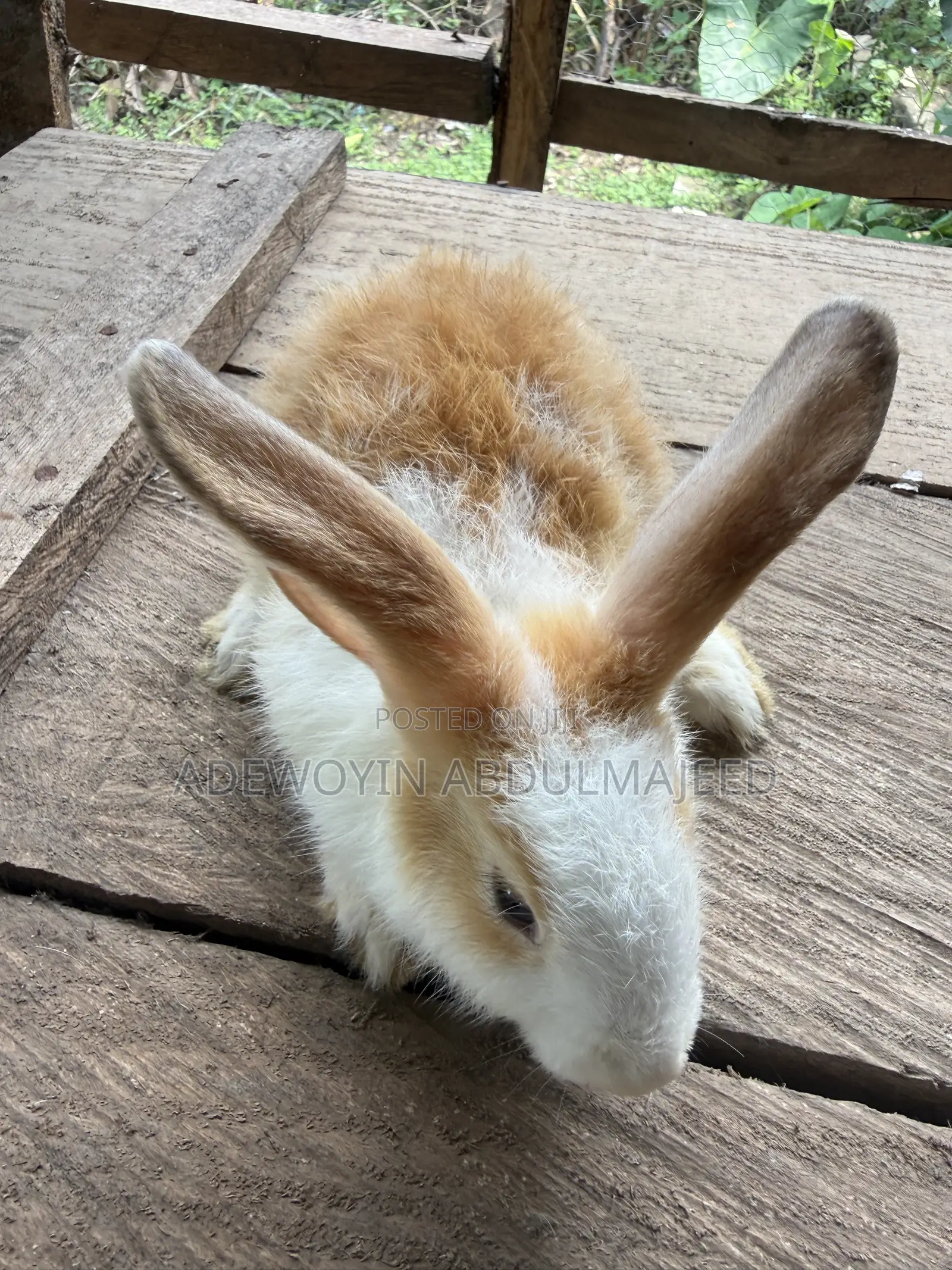 Quality Rabbits for Sale | Different Breeds Available