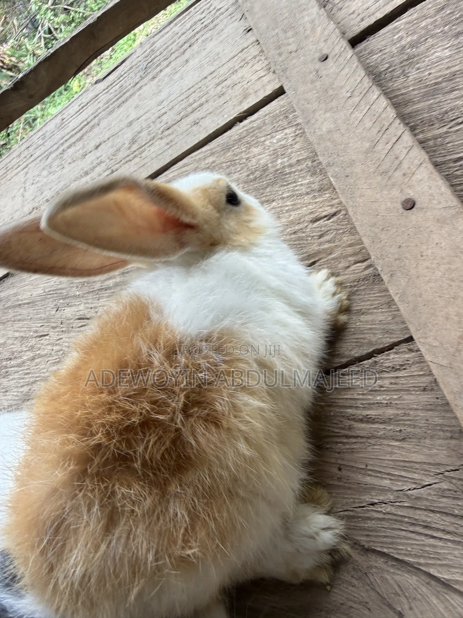 Quality Rabbits for Sale | Different Breeds Available