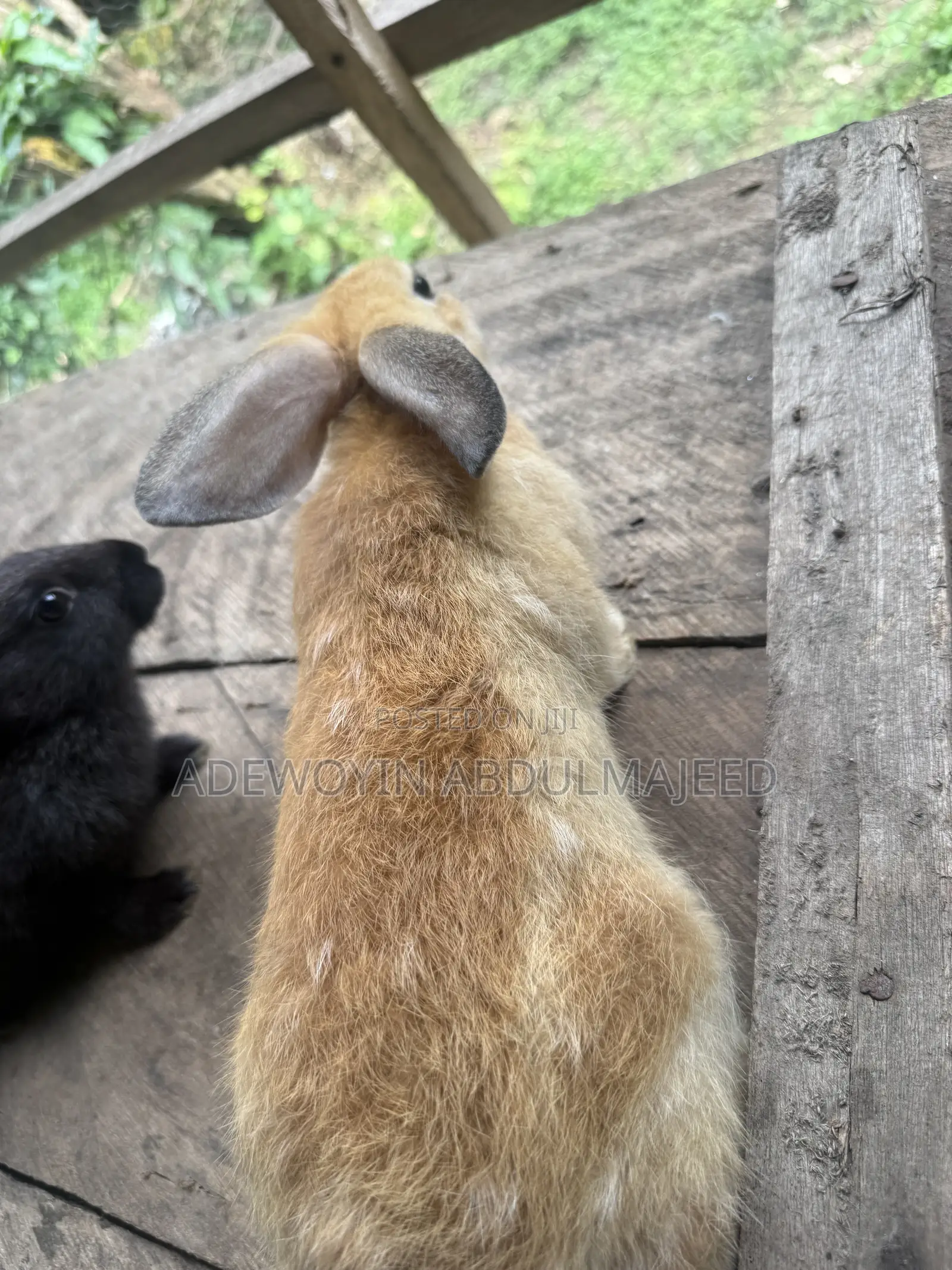 Quality Rabbits for Sale | Different Breeds Available