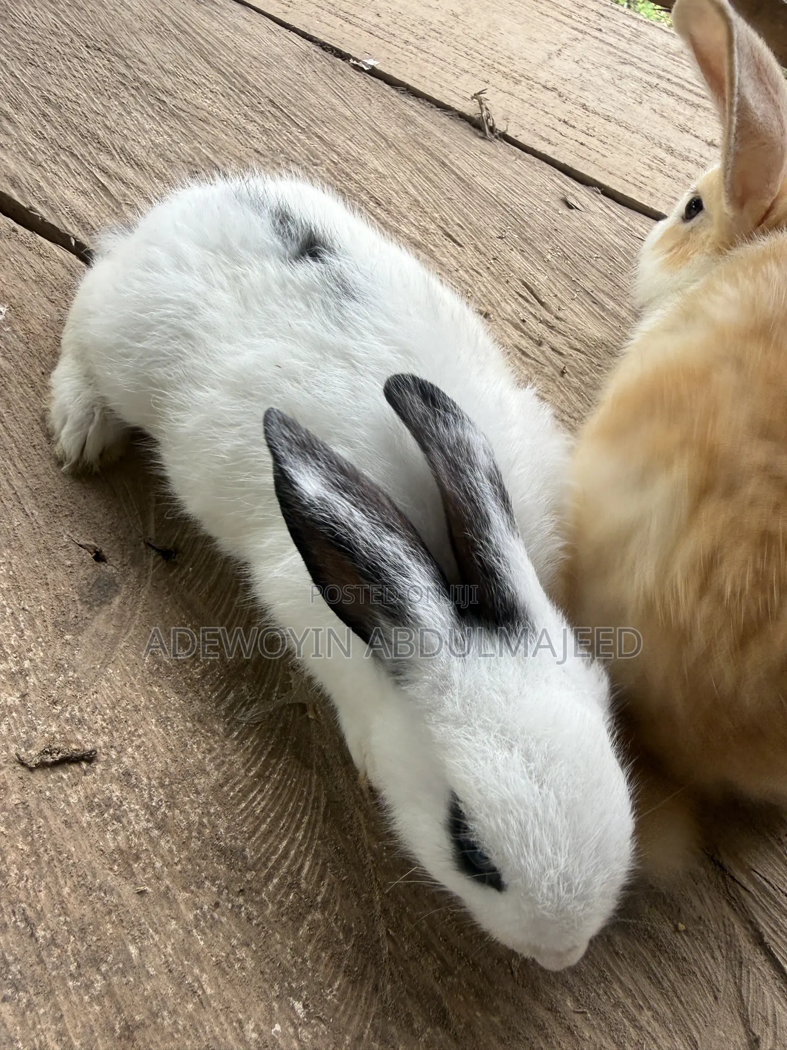 Quality Rabbits for Sale | Different Breeds Available