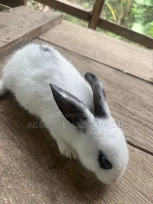 Quality Rabbits for Sale | Different Breeds Available