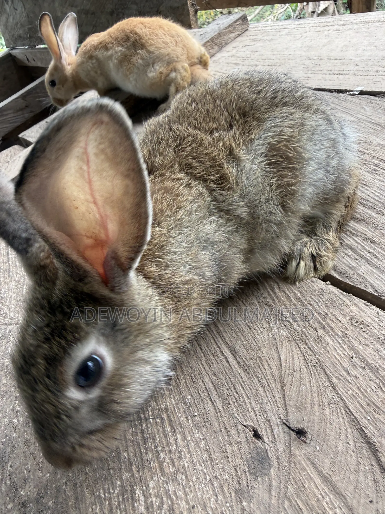 Quality Rabbits for Sale | Different Breeds Available
