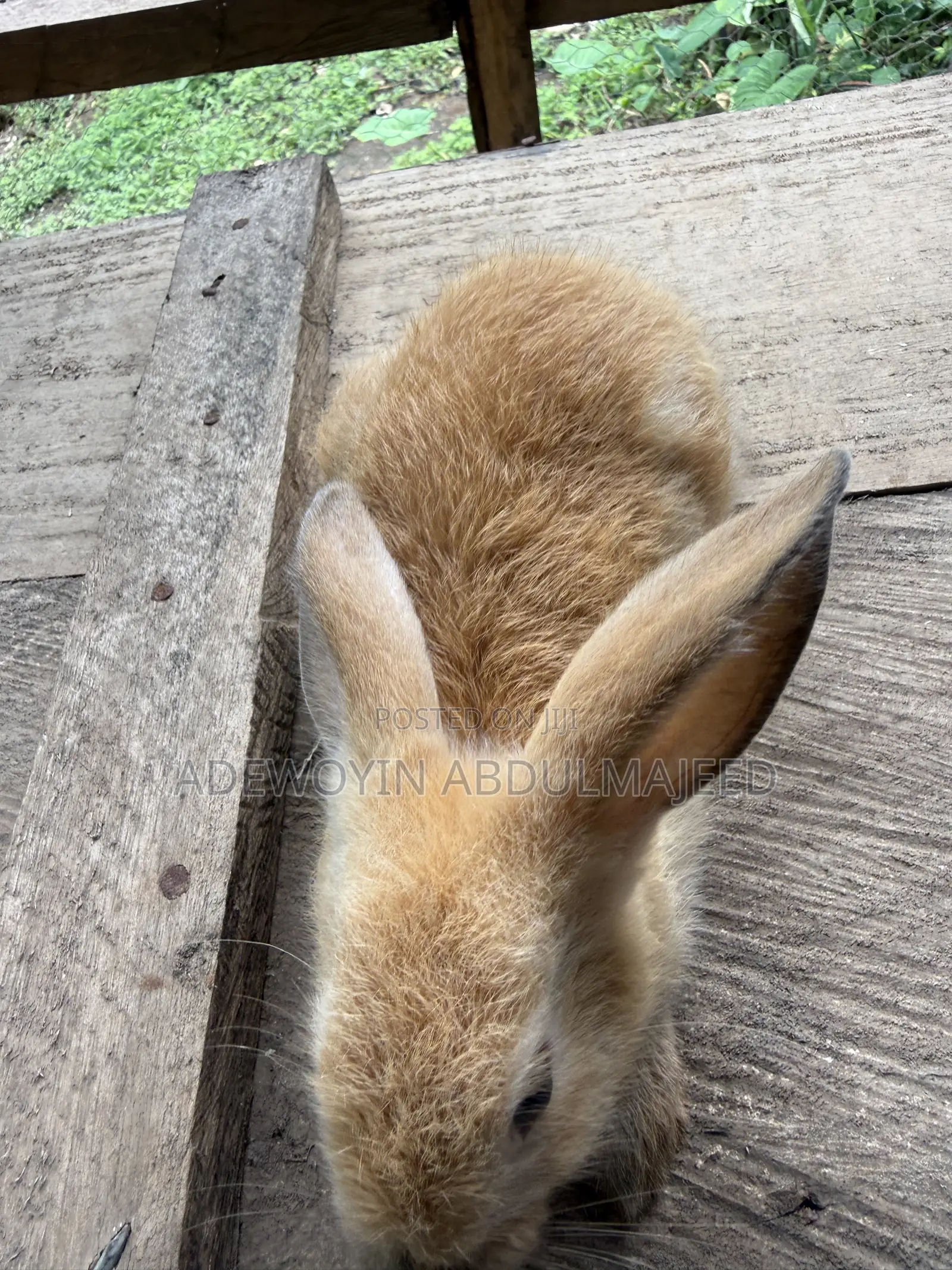 Quality Rabbits for Sale | Different Breeds Available