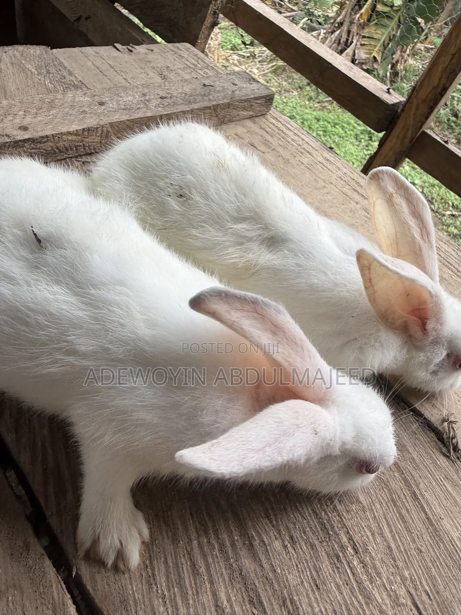 Quality Rabbits for Sale | Different Breeds Available