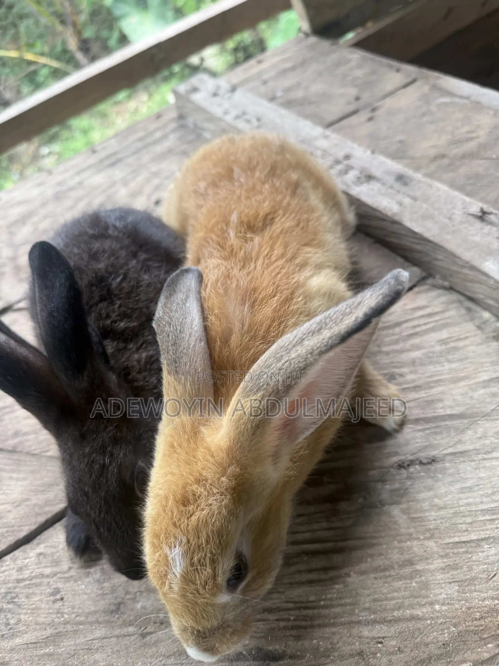 Quality Rabbits for Sale | Different Breeds Available