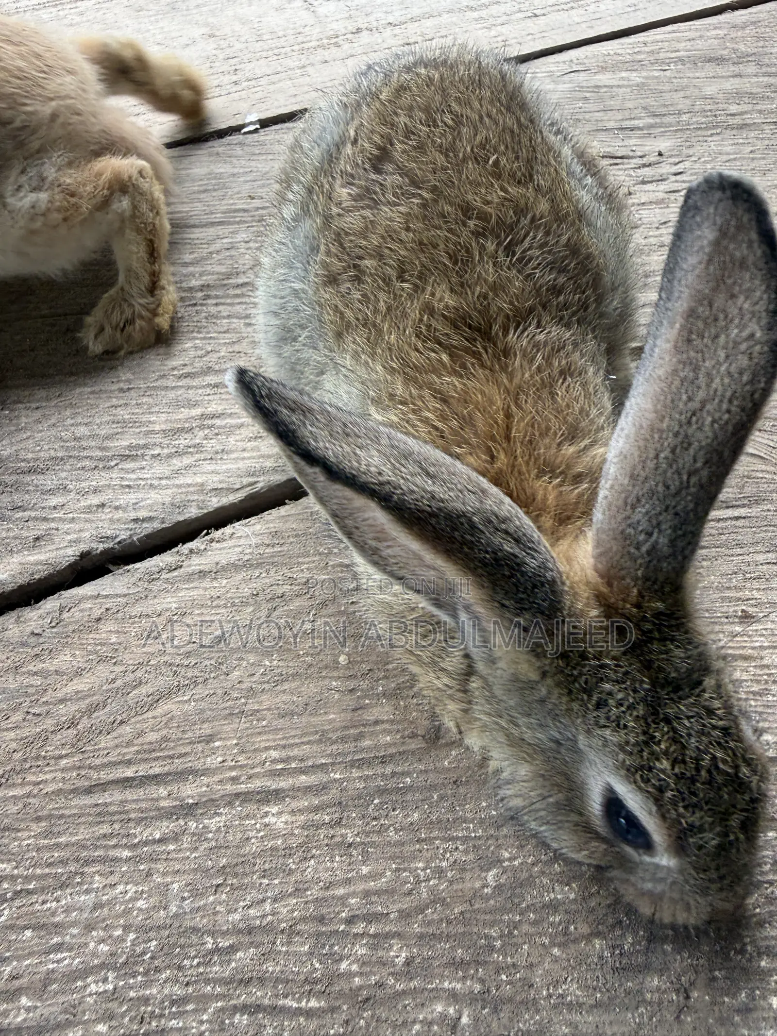 Quality Rabbits for Sale | Different Breeds Available