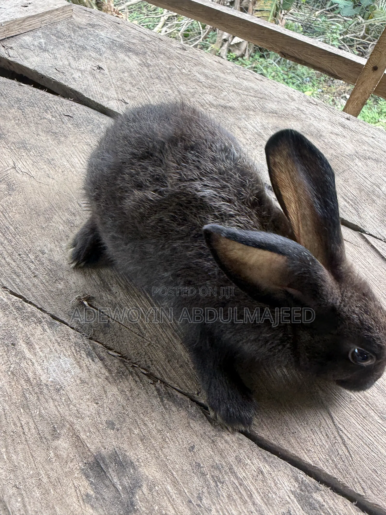 Quality Rabbits for Sale | Different Breeds Available