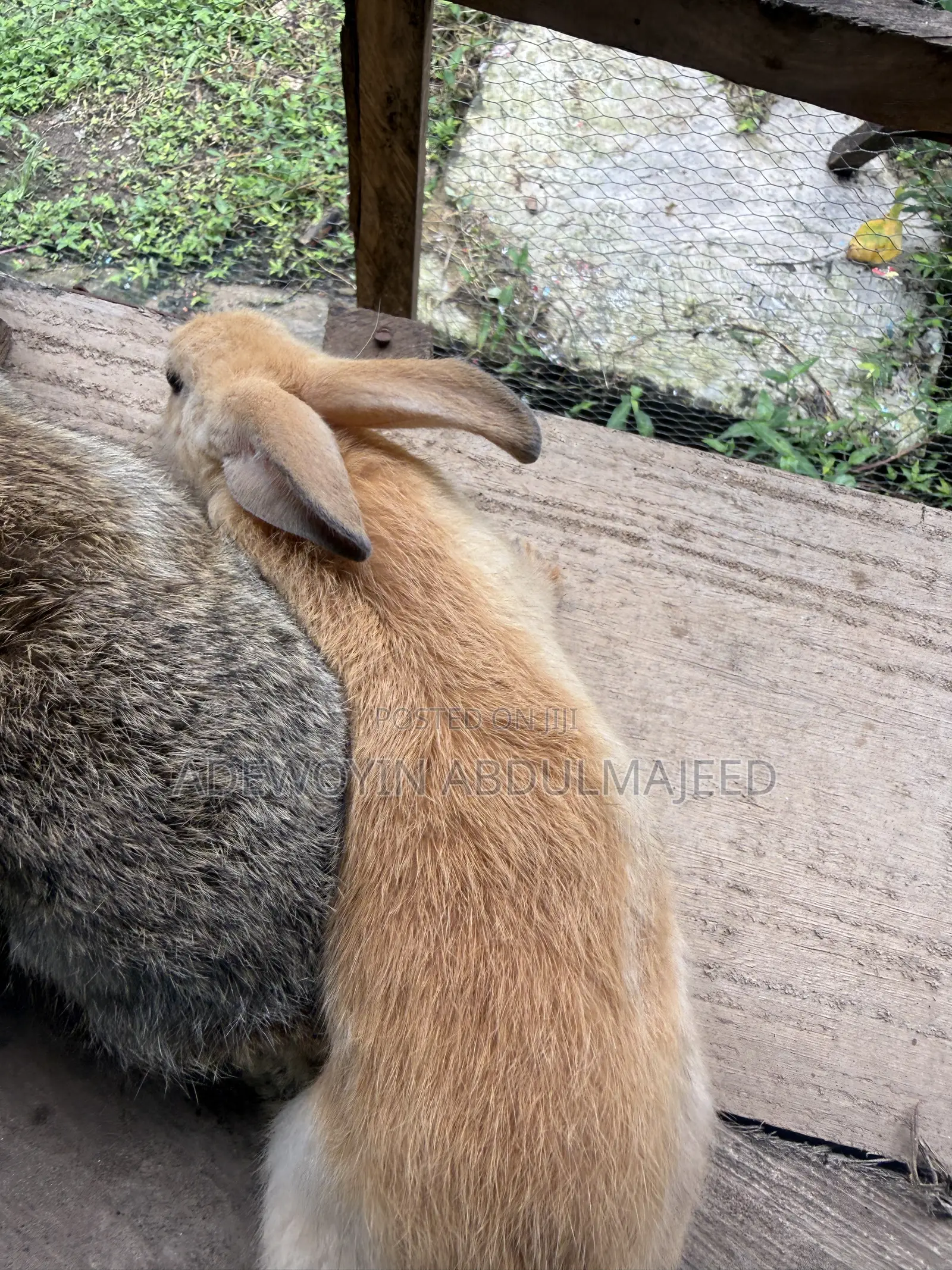 Quality Rabbits for Sale | Different Breeds Available