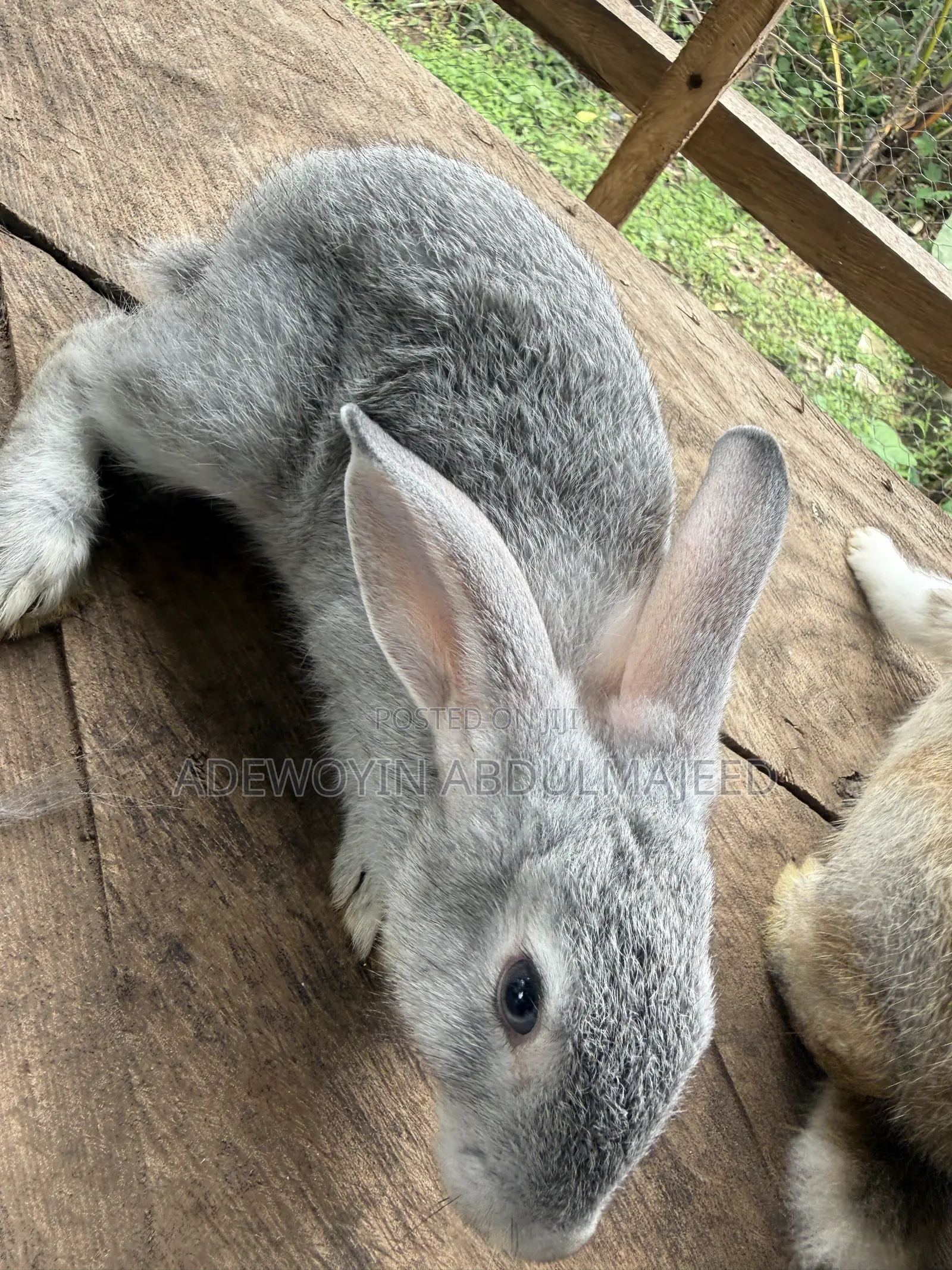 Quality Rabbits for Sale | Different Breeds Available