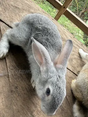 Quality Rabbits for Sale | Different Breeds Available