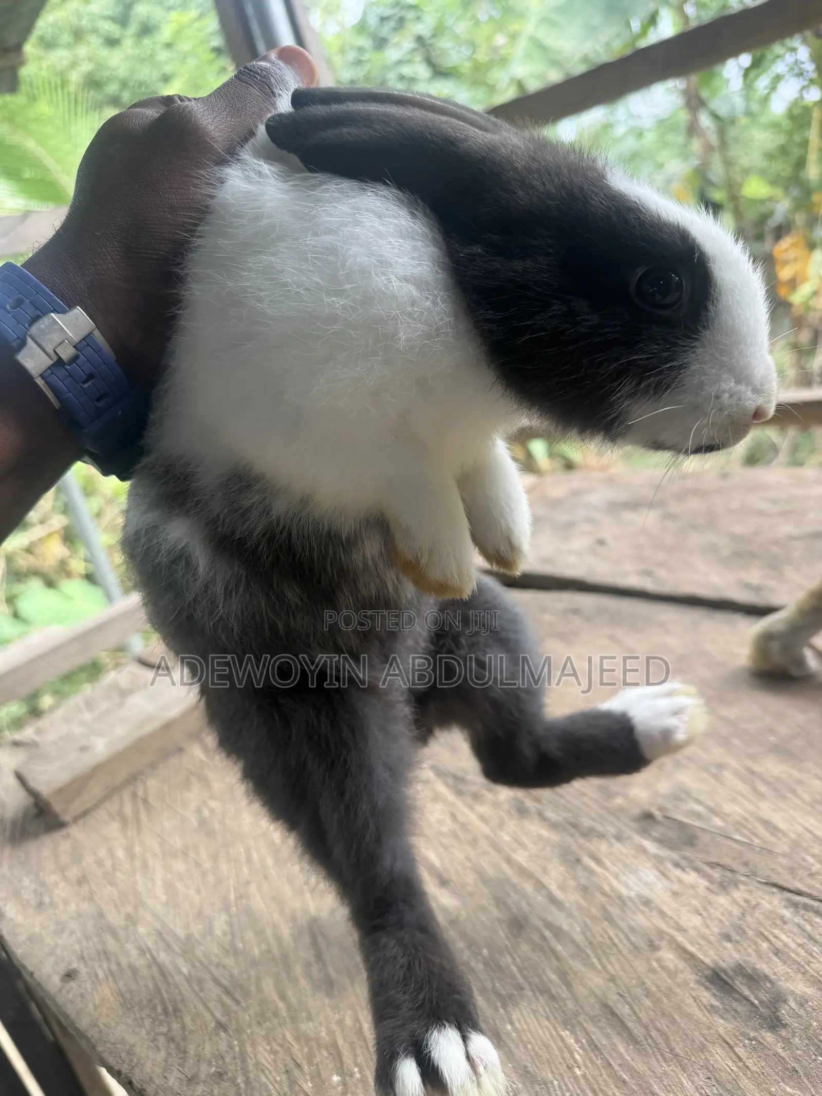 Quality Rabbits for Sale | Different Breeds Available