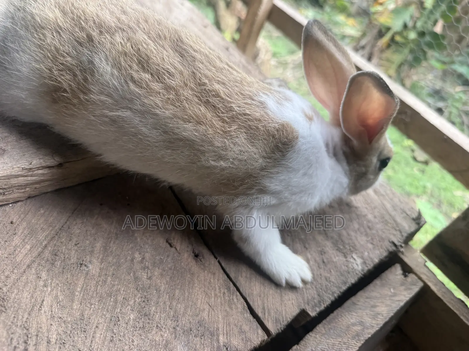 Quality Rabbits for Sale | Different Breeds Available
