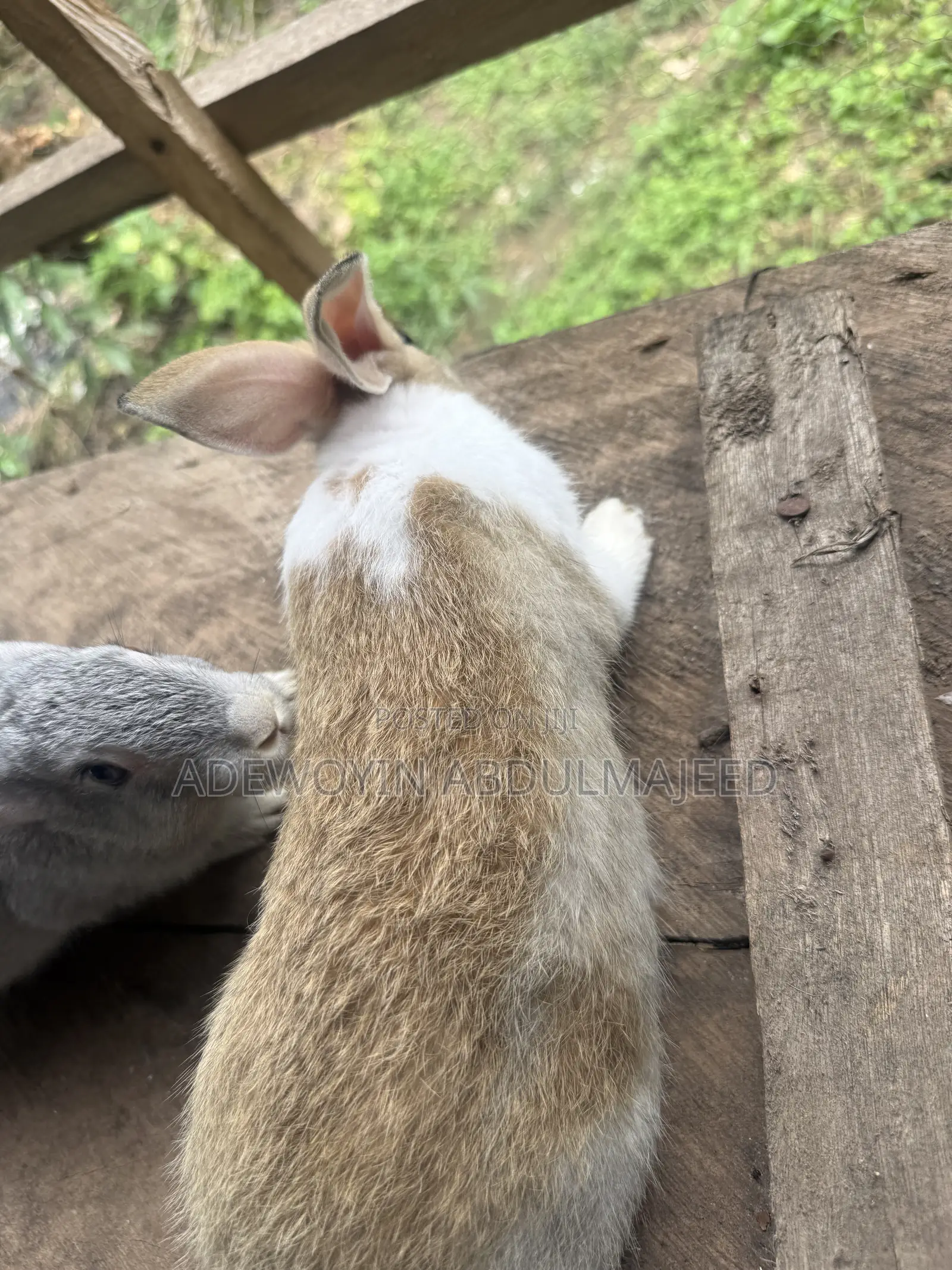 Quality Rabbits for Sale | Different Breeds Available