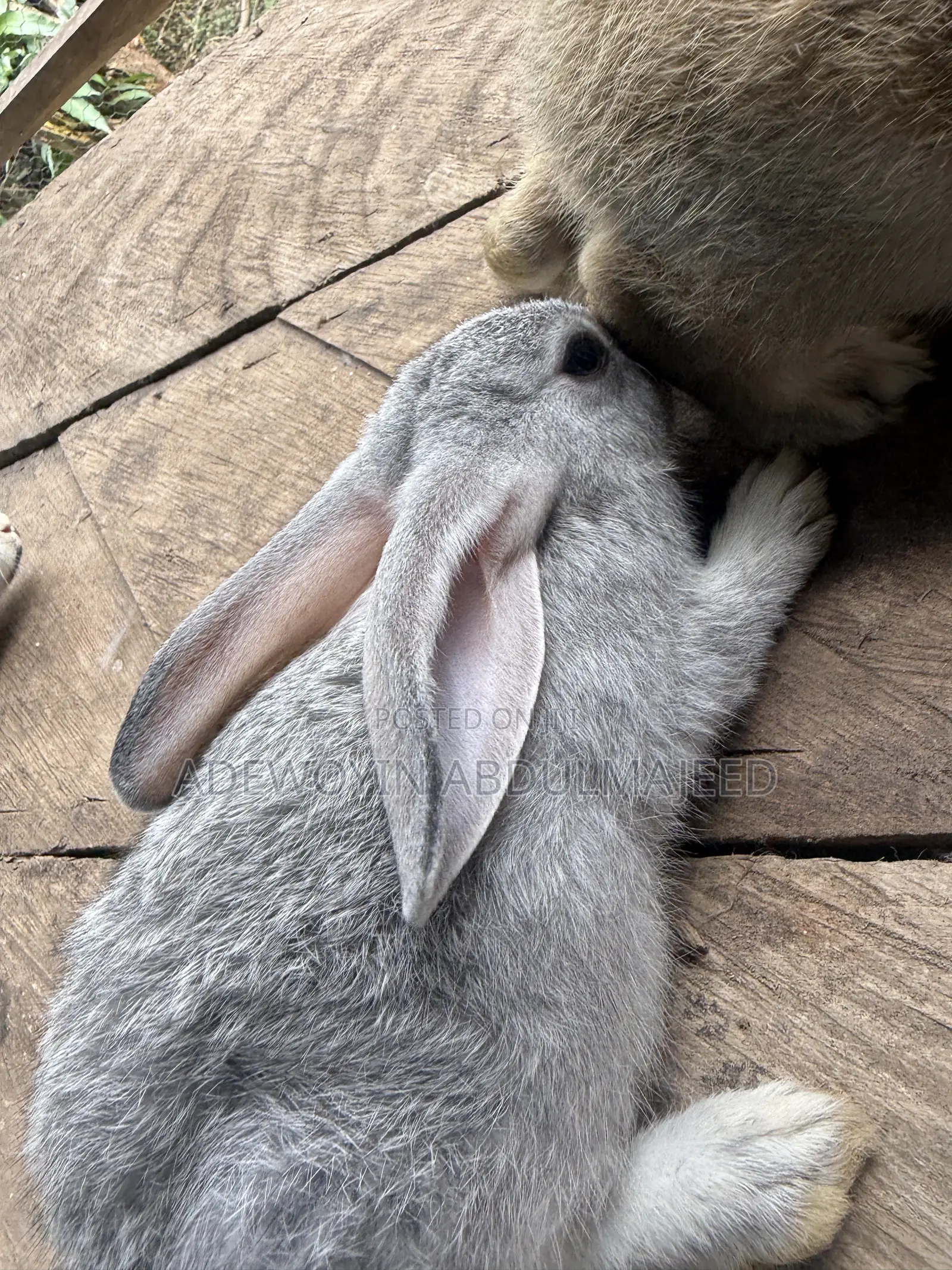 Quality Rabbits for Sale | Different Breeds Available