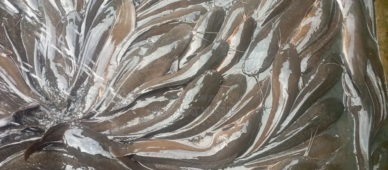 Ejanla Catfish