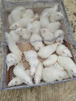 Lab Rats; White Rat; Albino Rats for Sale